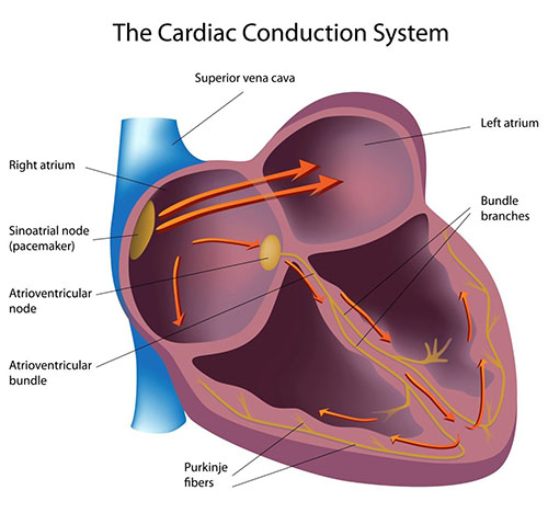 Cardiac Conduction System Normal Heart Rhythm